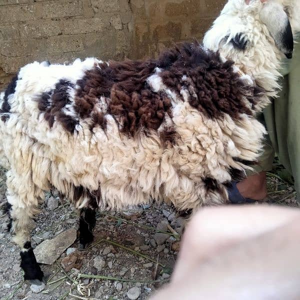 khassi sheep [sheep] 1