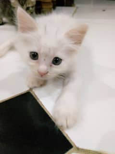 Female kitten for sale