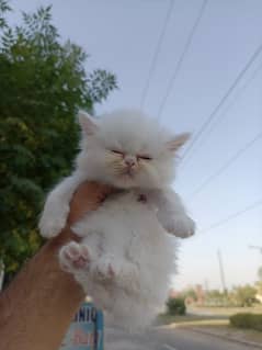 Persian Kittens Available Extreme Quality