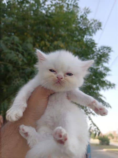 Persian Kittens Available Extreme Quality 5