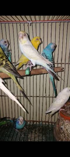 BUGGIES BREEDER PAIR AND PHATYY FOR SELL