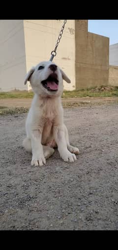Labrador Puppy for Sale Urgent!!