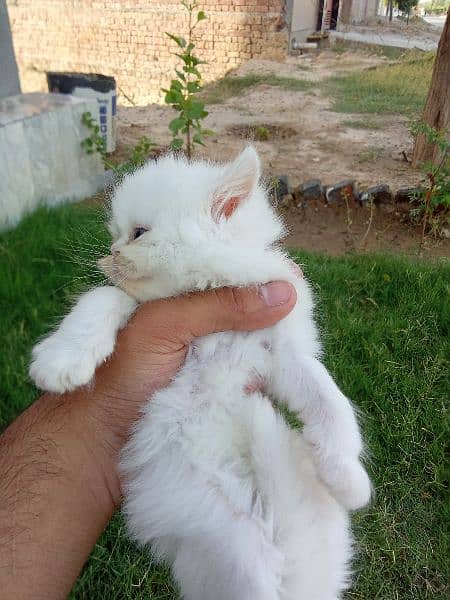 Persian Extreme Quality Kittens Available Triple coated 1