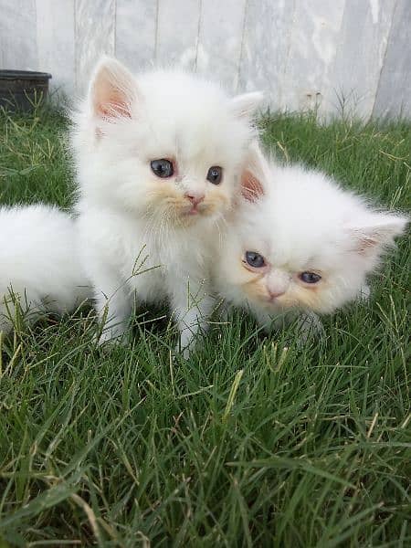 Persian Extreme Quality Kittens Available Triple coated 2