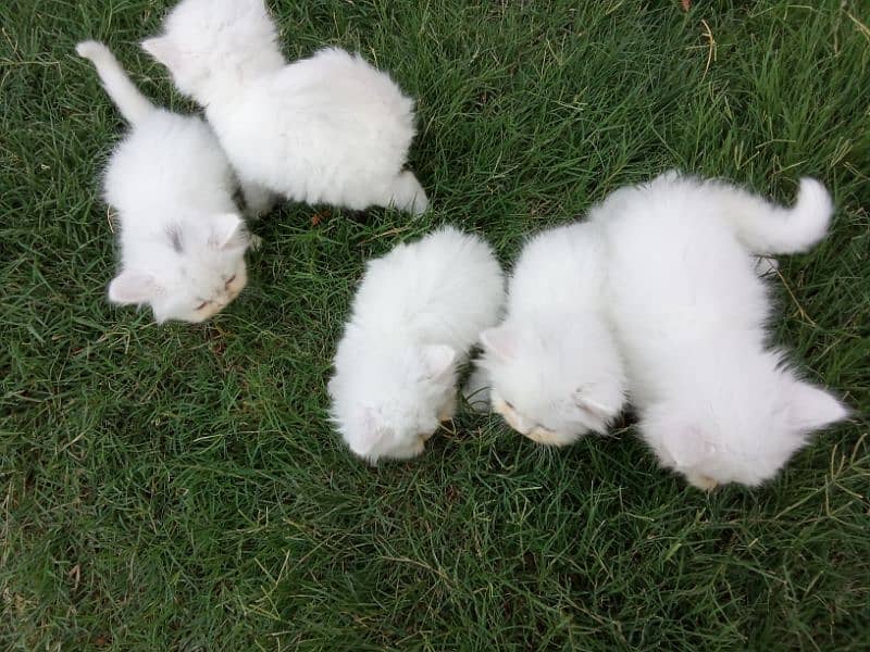 Persian Extreme Quality Kittens Available Triple coated 3