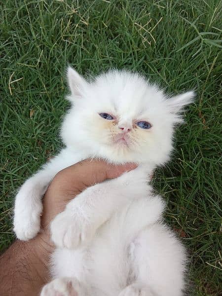 Persian Extreme Quality Kittens Available Triple coated 4