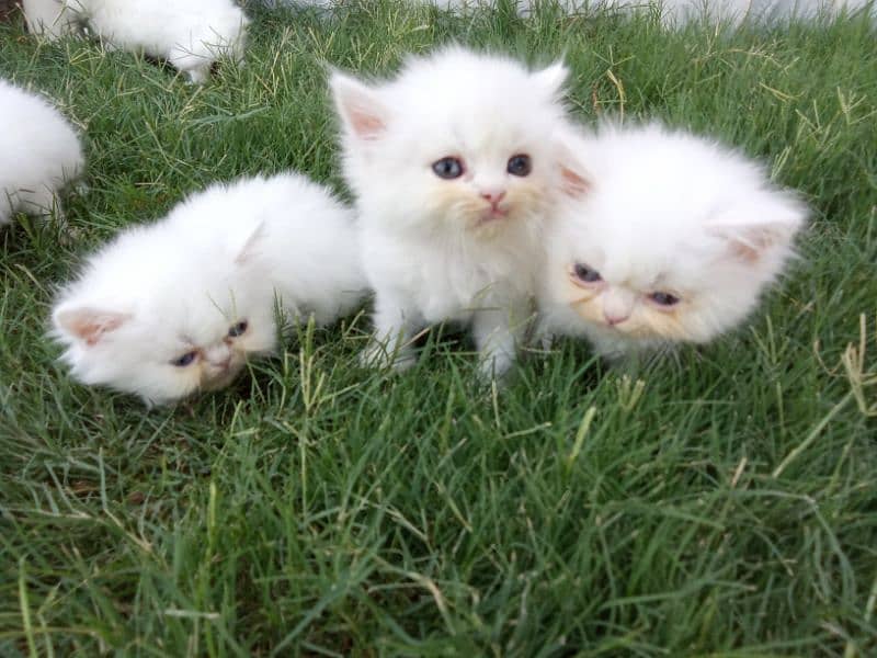Persian Extreme Quality Kittens Available Triple coated 5