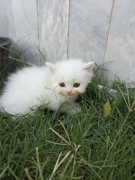 Persian Extreme Quality Kittens Available Triple coated 6