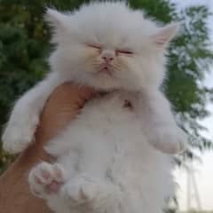 Persian Extreme Punch Face Kittens Available