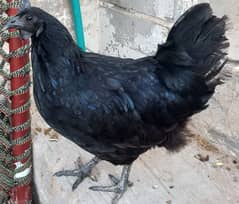 Pure Aseel Cock , hens , chicks.  and ayaam cemani hen for sale