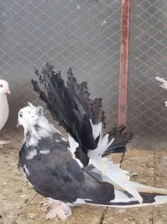 American fantails available