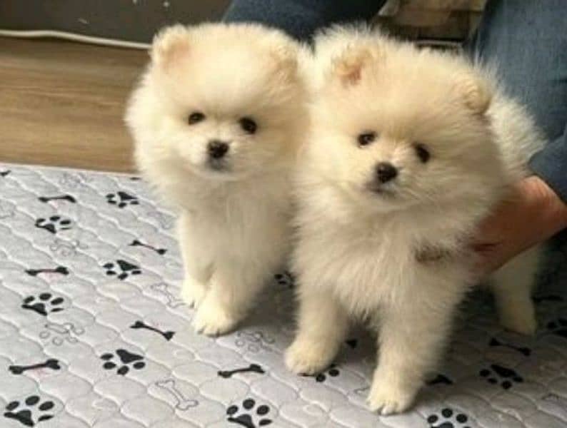Pomeranian puppies for sale 0