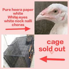 cage heera white patha 5k white hen k sth exchng o3o171o4771 cal wt ap