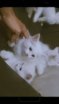 persian male&female kittens available here