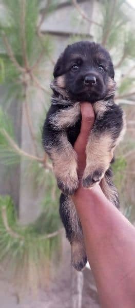 German Shepherd puppies for sale 1