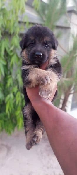 German Shepherd puppies for sale 2