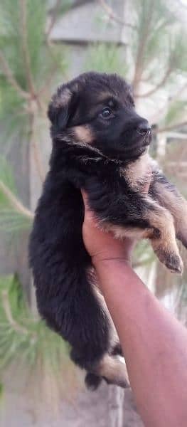 German Shepherd puppies for sale 3