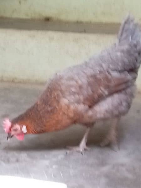 Hen for sale 1