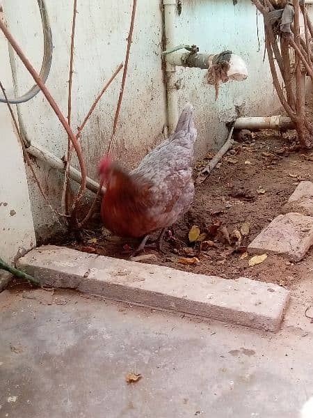 Hen for sale 2