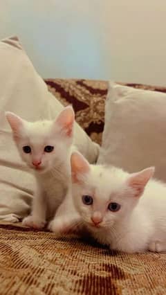 White Persian Kittens For sale .