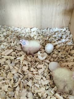 Cockatiel chicks available