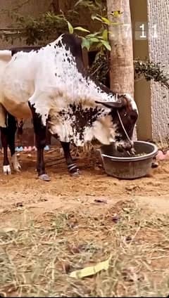 cow qurbani hissa available
