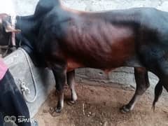 #cow# pet cow# bull#animal#beautiful cow