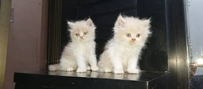 2 cute little persian kitten looking for new home