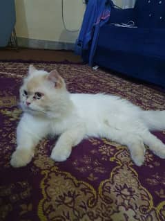 White persian cat triple coated