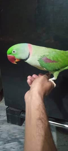 Tamed and Talking Raw Parrot