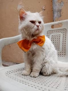 Persian male cat for stud/cross/Matting/mate/mating/breeding