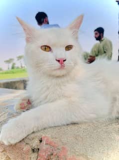 Persion Male Cat for sale