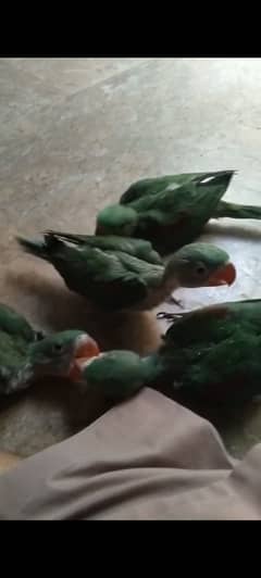 Kashmiri raw parrot babies