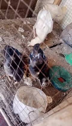 1 pair  Heera chicks and 1 pair Thai chicks