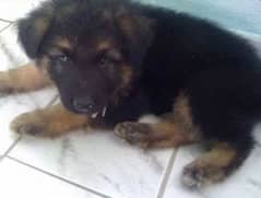black mask pure German shaford puppy for sale ( 03207697374 )