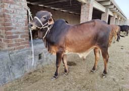 qurbani bull for sale 2 dant