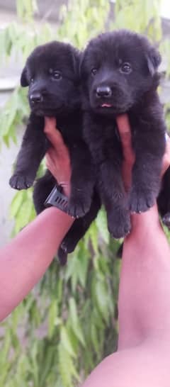 Black German Shepherd puppies for sale