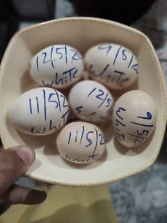 Hera Aseel Egg or Chicks /parrot or Chicks available