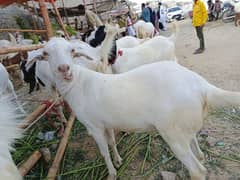Qurbani k lie bakre/goats for sell/qurbani janwar in reasonable price