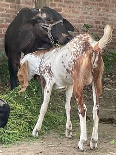 selling bakra for eid 2024 contact: 03354085085