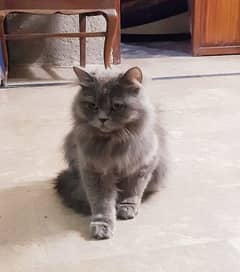 Persian Female Cat For Sale.