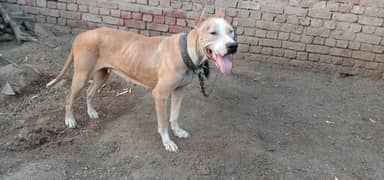 Pitbull Champion bloodline female Dog for Sale