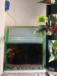 aquarium with gold fish