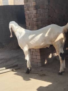 male goats