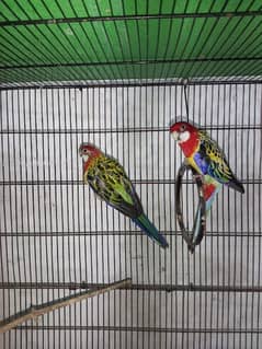 Rosella pair ready to breed. Also male and female separate