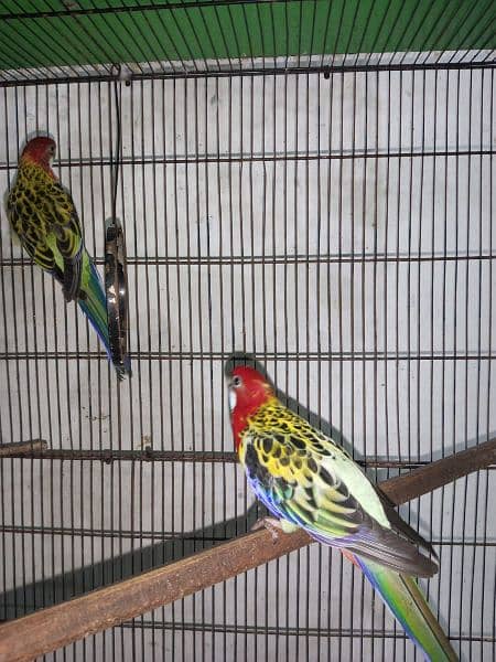 Rosella pair ready to breed. Also male and female separate 7