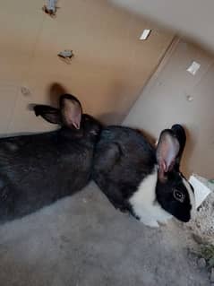 Rabbit 2 pair