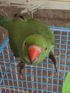 Parrot hand tamed