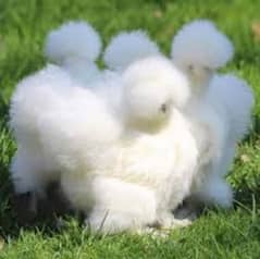 withe silkie chick 15 day old pir piece 1200/ desi Old 15 day chick500
