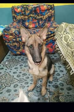german shepherd female for sell 6 month age